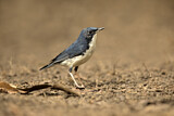 Image. Siberian Blue Robin