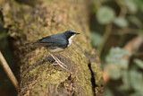 Image. Siberian Blue Robin