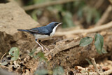 Image. Siberian Blue Robin
