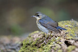 Image. Siberian Blue Robin