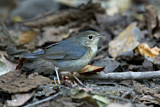 Image. Siberian Blue Robin