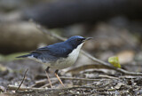 Image. Siberian Blue Robin