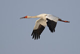 Image. Siberian Crane