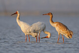 Image. Siberian Crane