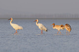 Image. Siberian Crane