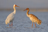 Image. Siberian Crane