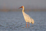 Image. Siberian Crane