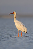 Image. Siberian Crane