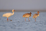 Image. Siberian Crane
