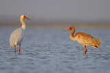 Image. Siberian Crane