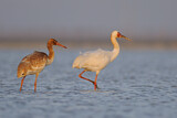 Image. Siberian Crane