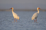 Image. Siberian Crane