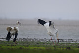 Image. Siberian Crane