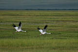 Image. Siberian Crane