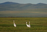 Image. Siberian Crane