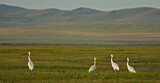 Image. Siberian Crane