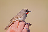 Image. Siberian Rubythroat
