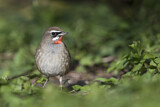 Image. Siberian Rubythroat