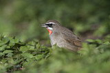 Image. Siberian Rubythroat