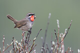 Image. Siberian Rubythroat