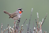 Image. Siberian Rubythroat