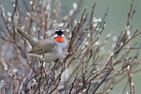 Image. Siberian Rubythroat