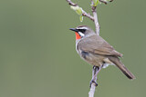 Image. Siberian Rubythroat