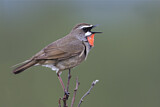Image. Siberian Rubythroat