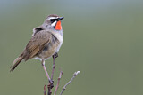 Image. Siberian Rubythroat