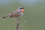 Image. Siberian Rubythroat