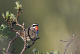 Image. Siberian Rubythroat