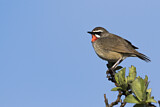 Image. Siberian Rubythroat