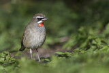 Image. Siberian Rubythroat