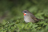 Image. Siberian Rubythroat