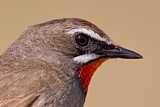 Image. Siberian Rubythroat