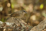 Image. Siberian Rubythroat