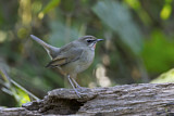 Image. Siberian Rubythroat