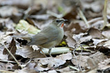 Image. Siberian Rubythroat