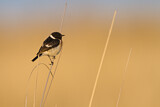 Image. Siberian Stonechat