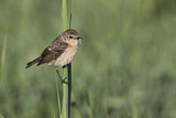 Image. Siberian Stonechat