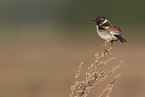 Image. Siberian Stonechat