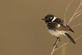 Image. Siberian Stonechat