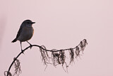Image. Siberian Stonechat