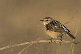 Image. Siberian Stonechat