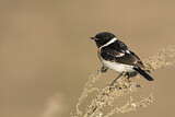 Image. Siberian Stonechat