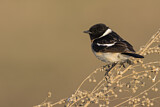 Image. Siberian Stonechat