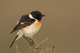 Image. Siberian Stonechat