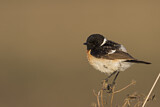 Image. Siberian Stonechat