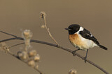 Image. Siberian Stonechat