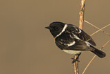 Image. Siberian Stonechat